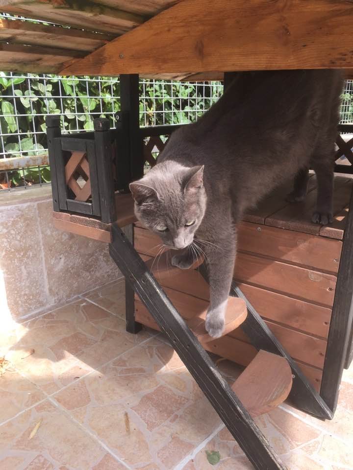Millecats 2020 1